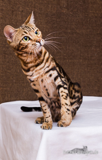 Bengalen katzen